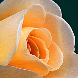 Meet your Posher, Rose